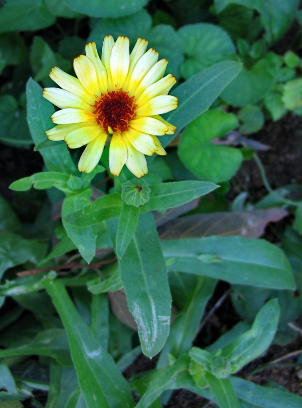 Asteracea da identificare