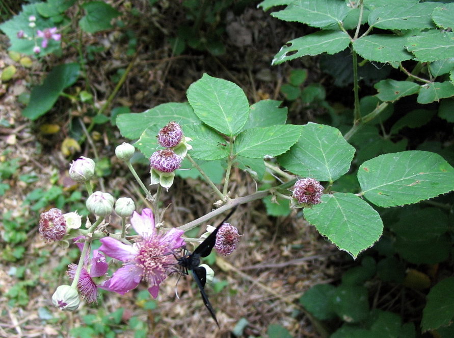 Rubus da determinare