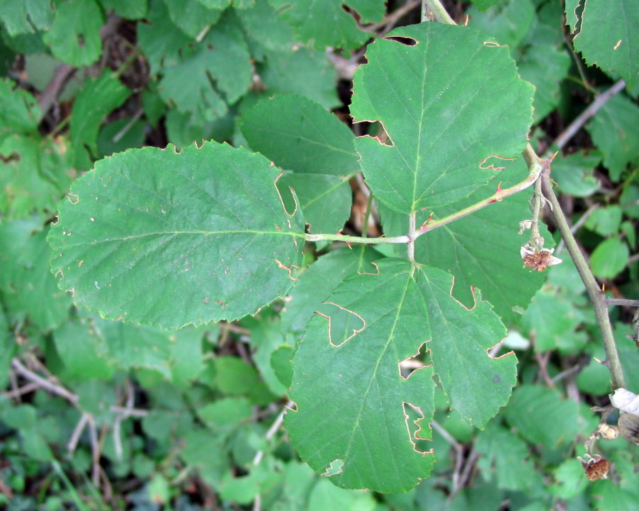 Rubus da determinare