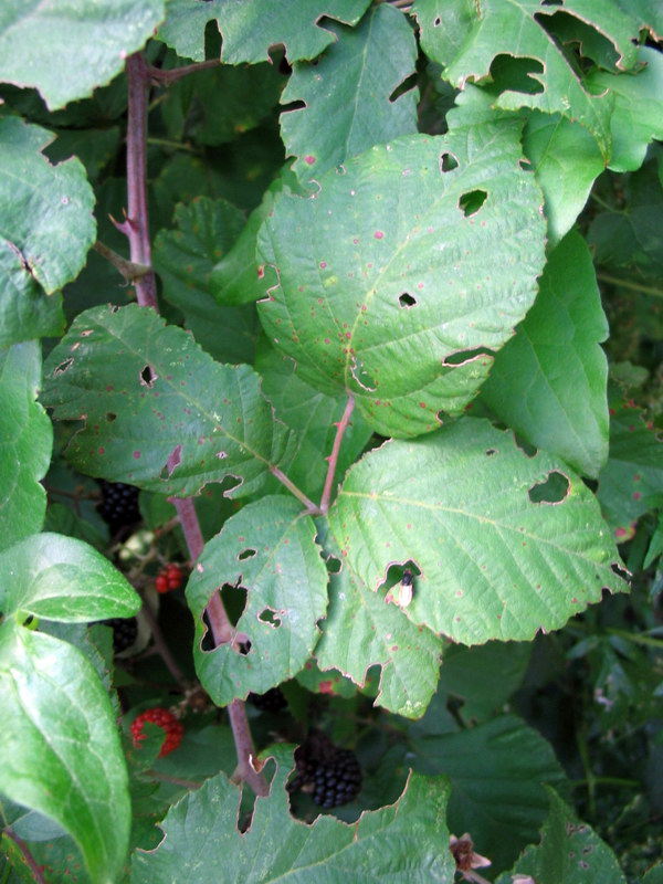 Rubus da determinare