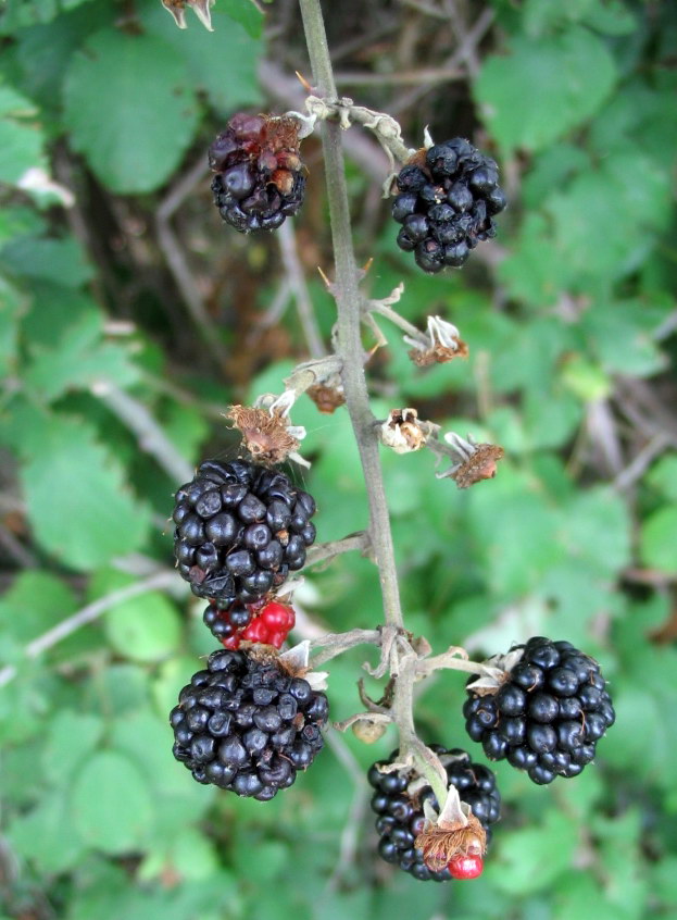 Rubus da determinare