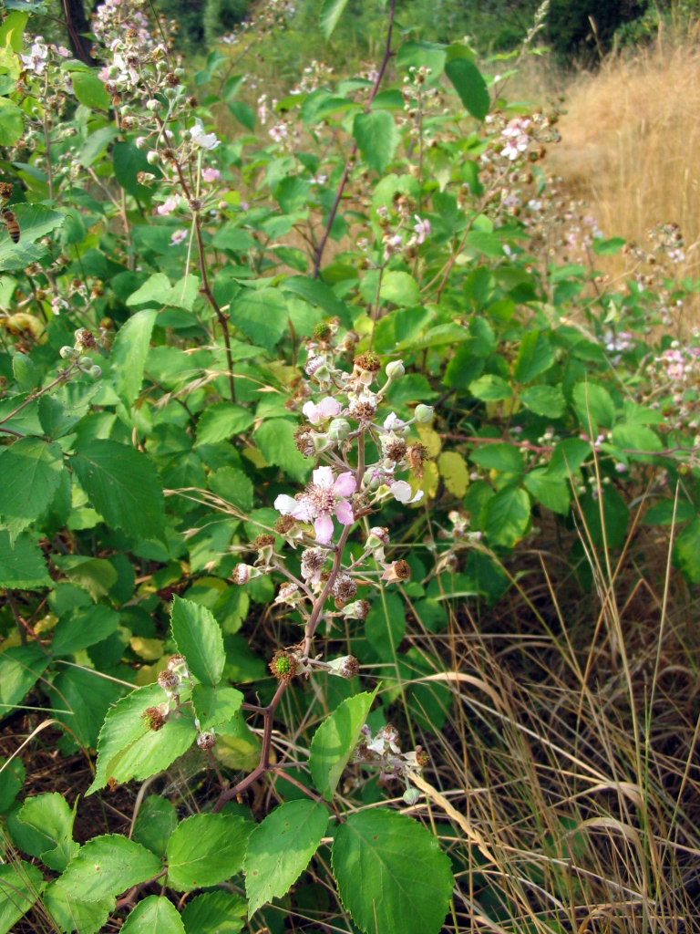 Rubus da determinare