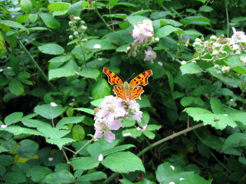 Rubus da determinare