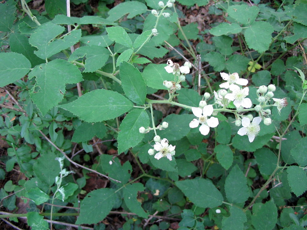 Rubus da determinare