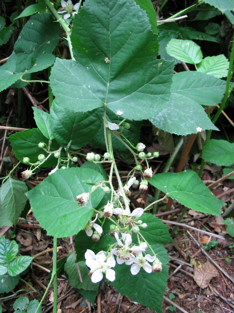 Rubus da determinare