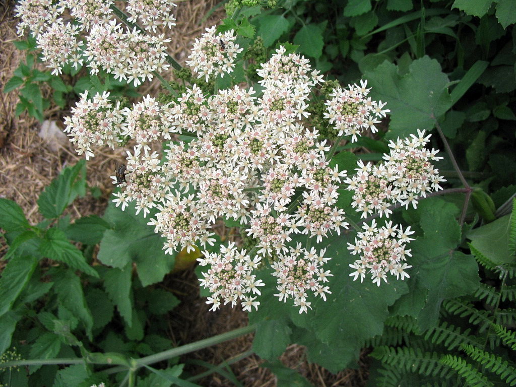 Apiaceae: cfr.  Heracleum sphondylium