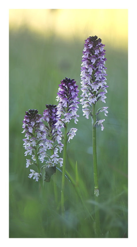 Orchidee venete 2022 - 6