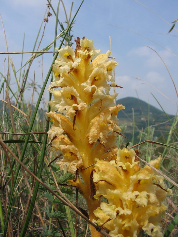 Quale orobanche?  Orobanche lutea da confermare