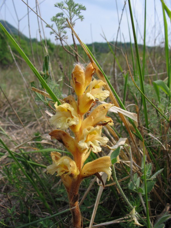 Quale orobanche?  Orobanche lutea da confermare