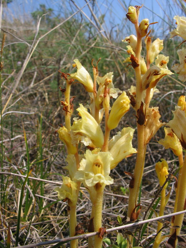 Quale orobanche?  Orobanche lutea da confermare