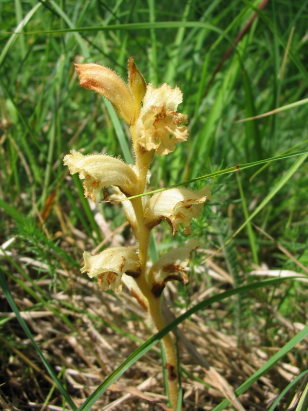 Quale orobanche?  Orobanche lutea da confermare