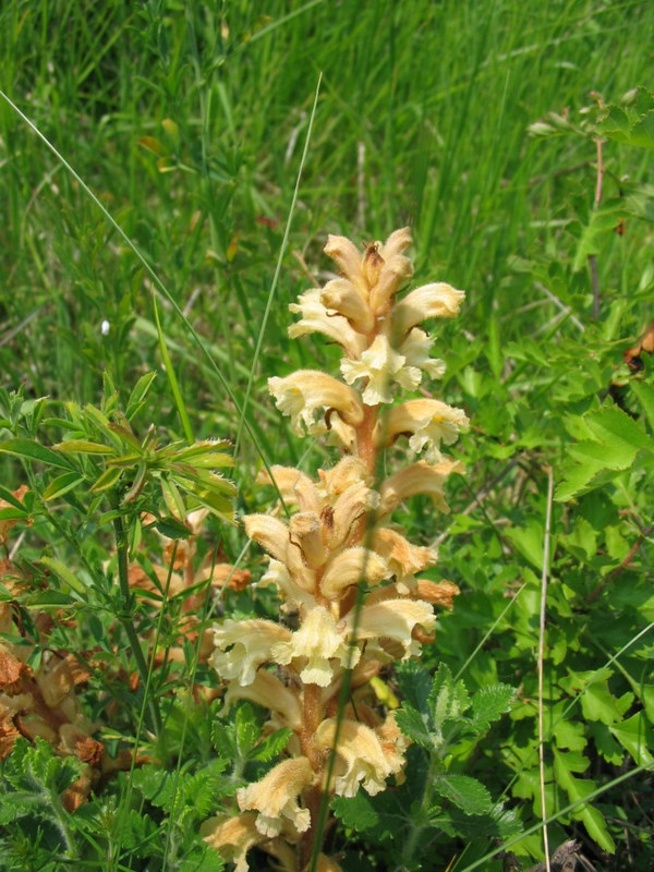 Quale orobanche?  Orobanche lutea da confermare