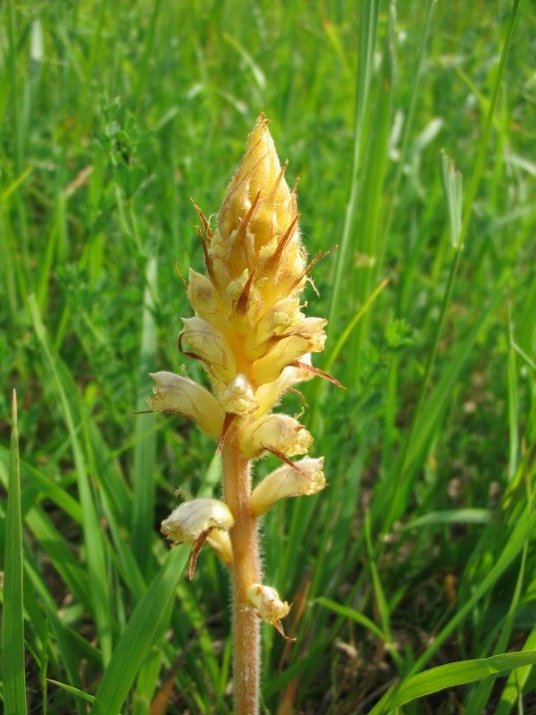 Quale orobanche?  Orobanche lutea da confermare