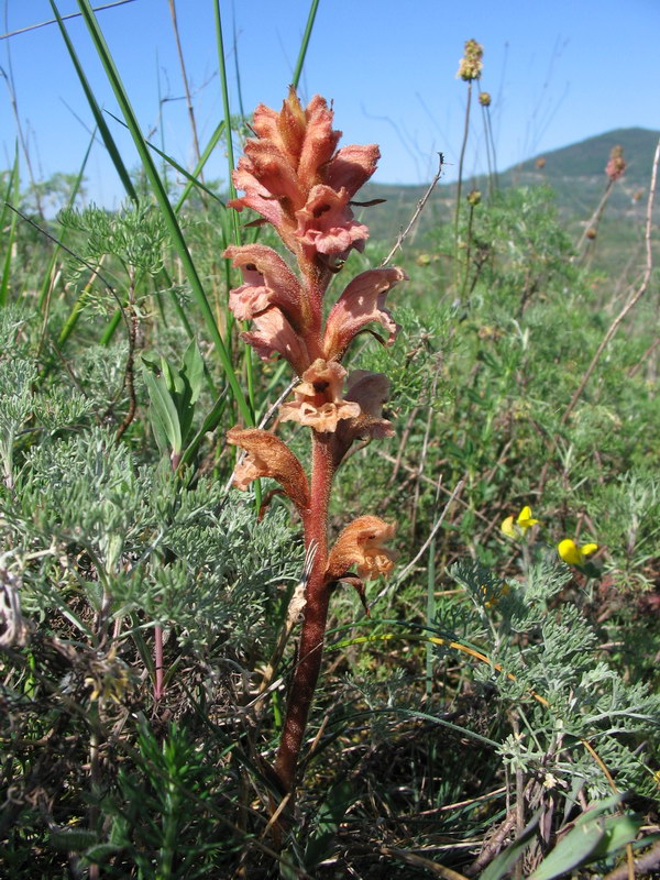 Quale orobanche?  Orobanche caryophyllacea