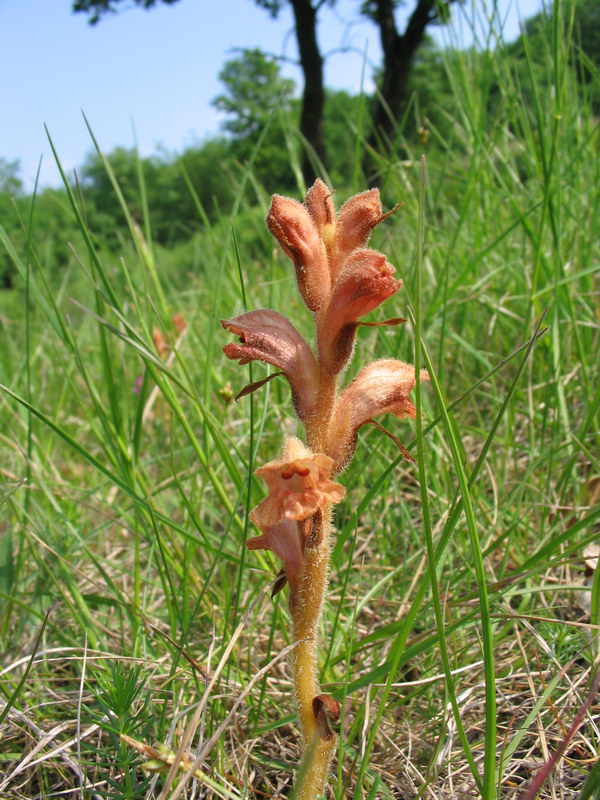 Quale orobanche?  Orobanche caryophyllacea