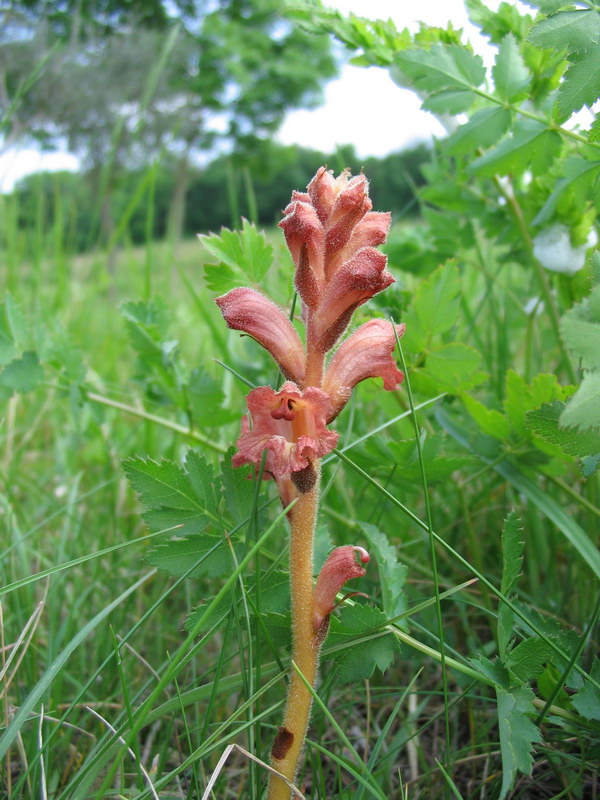 Quale orobanche?  Orobanche caryophyllacea