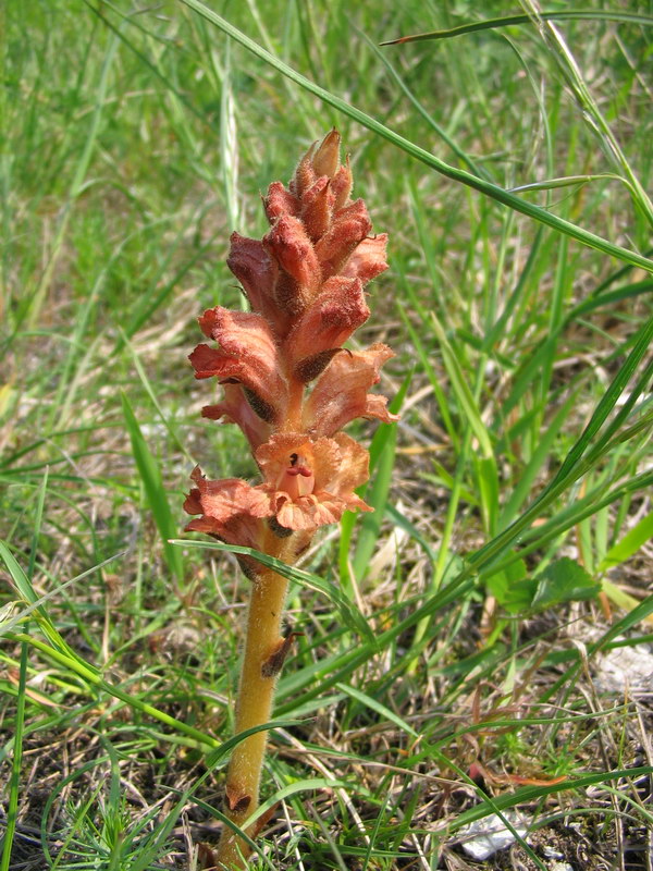 Quale orobanche?  Orobanche caryophyllacea