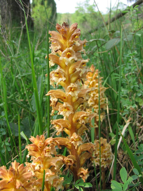 Quale orobanche?  Orobanche lutea da confermare