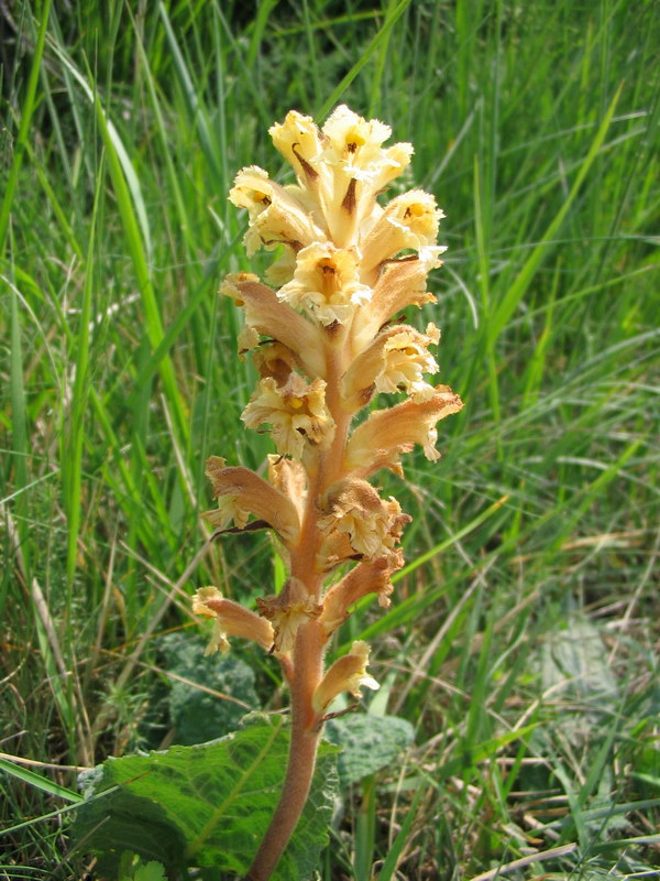 Quale orobanche?  Orobanche lutea da confermare