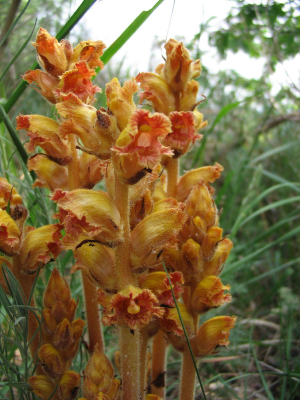 Orobanche da determinare - 3