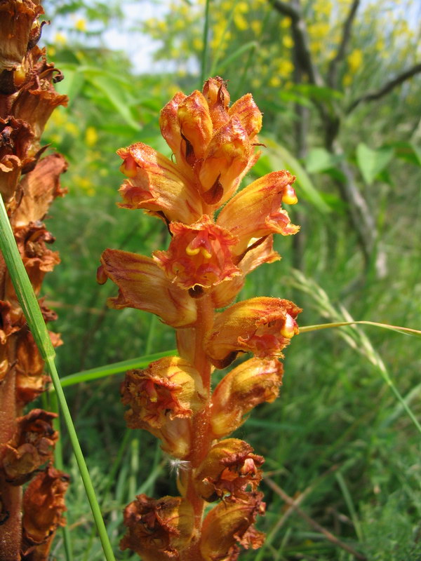 Orobanche da determinare - 3