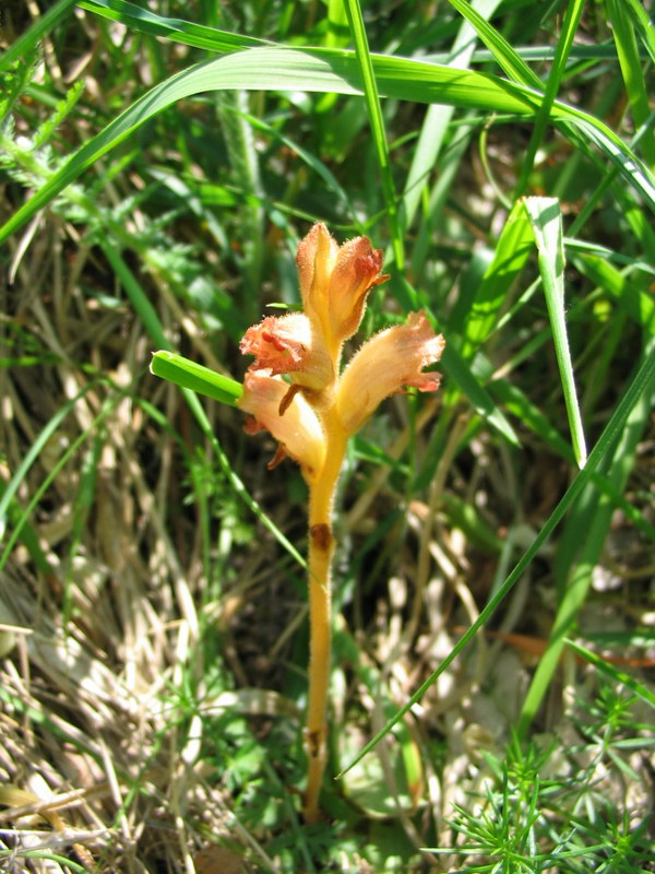 Orobanche da determinare - 3