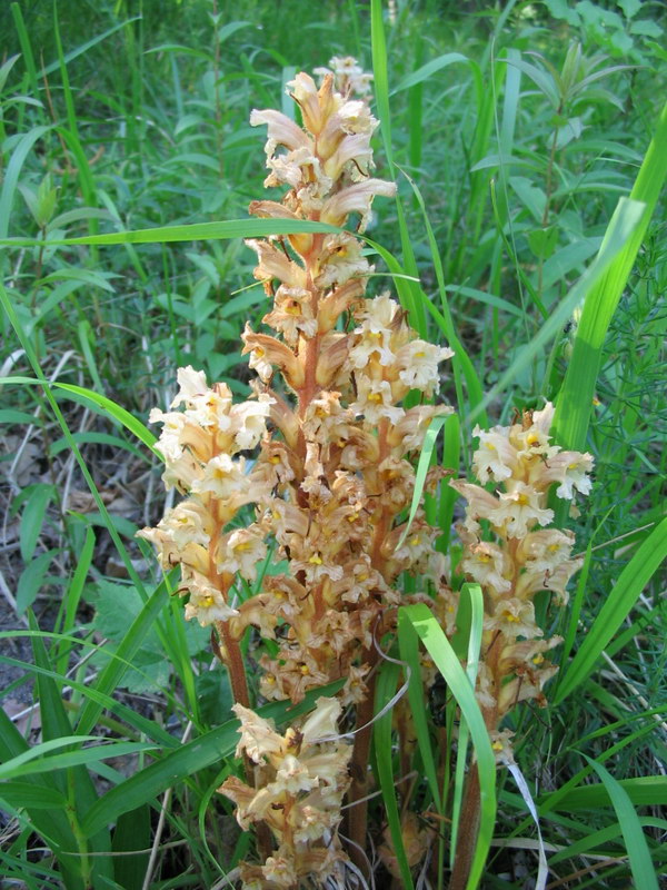 Orobanche caryophyllacea