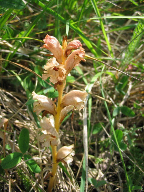 Orobanche caryophyllacea