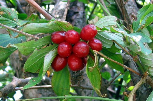 Pianta con frutti rossi da determinare