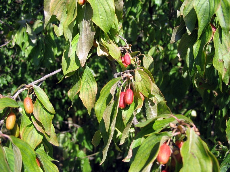 Pianta con frutti rossi da determinare