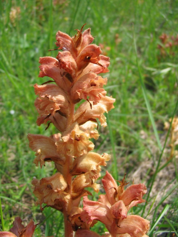 Quale orobanche?  Orobanche caryophyllacea