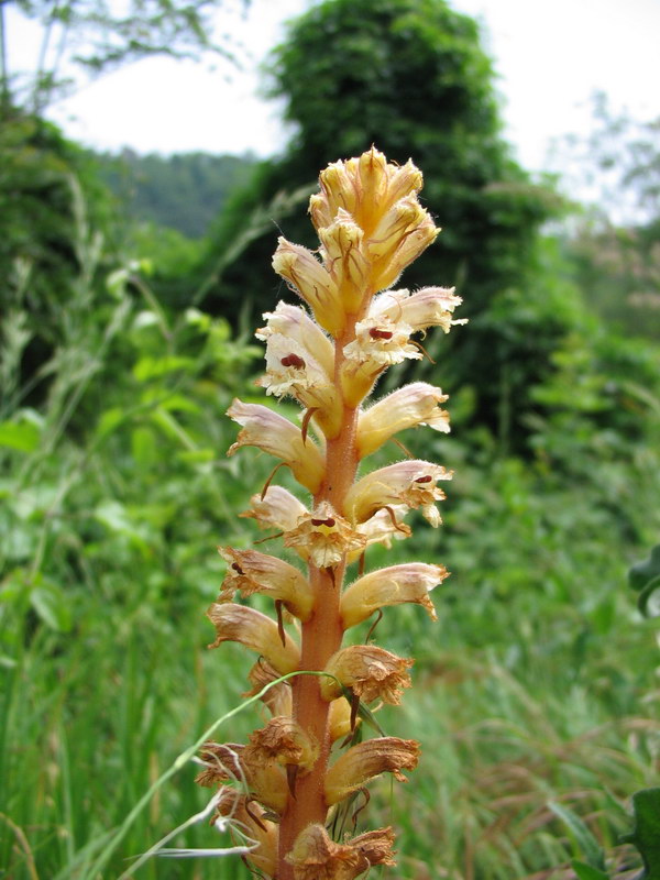 Quale orobanche?  Orobanche caryophyllacea