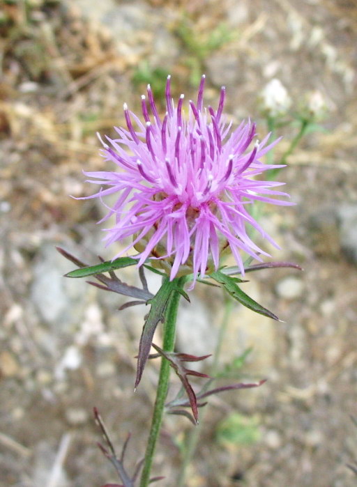 Centaurea deusta?  S