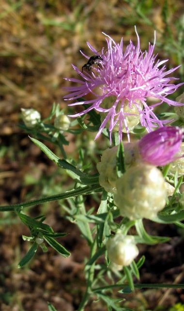 Centaurea deusta?  S