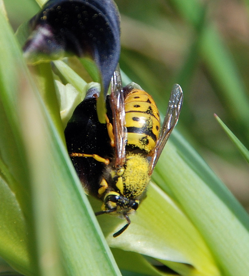 Dolichovespula sylvestris?