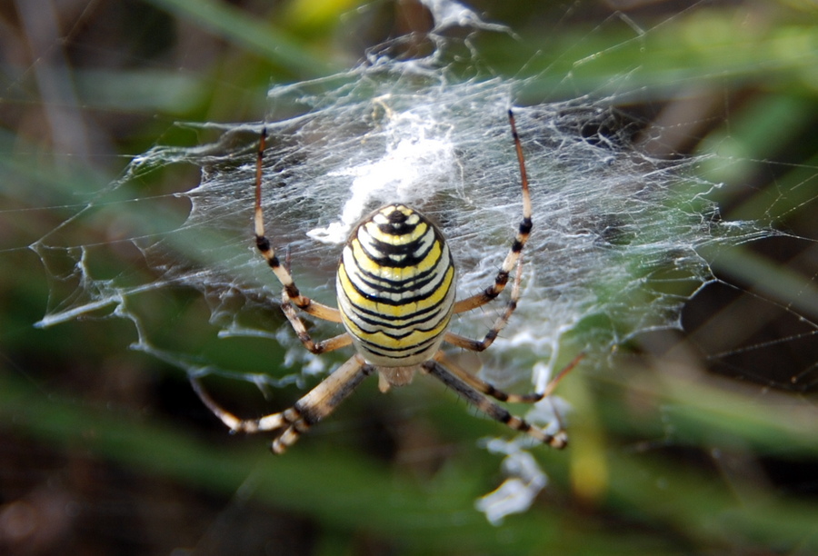 Argiope bruennichi?