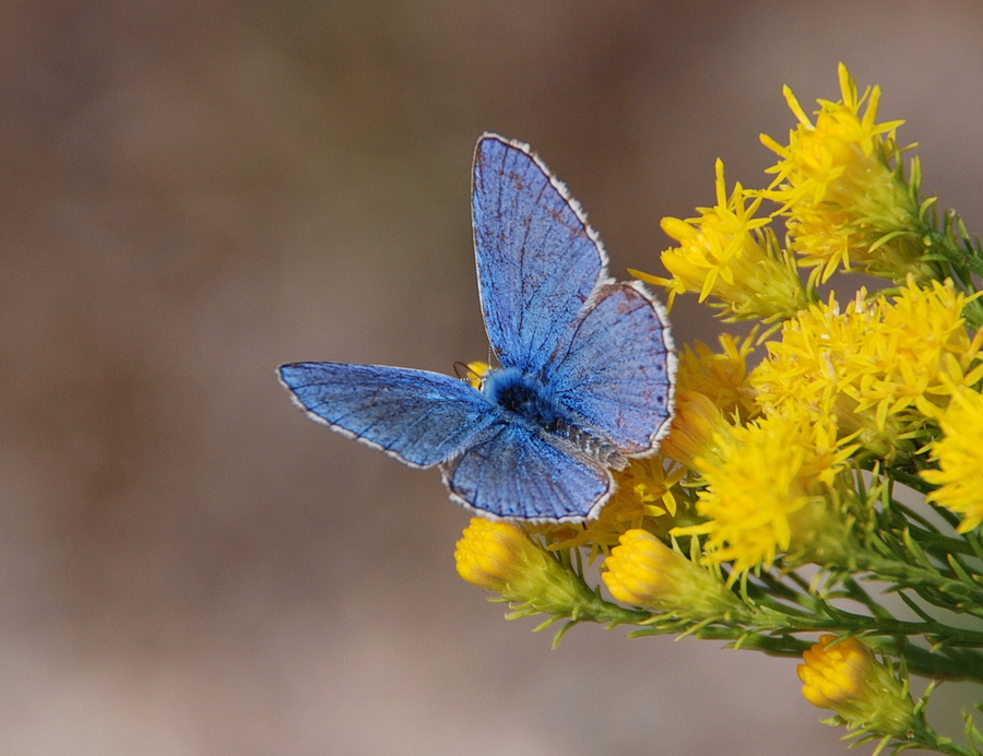 Polyommatus bellargus?