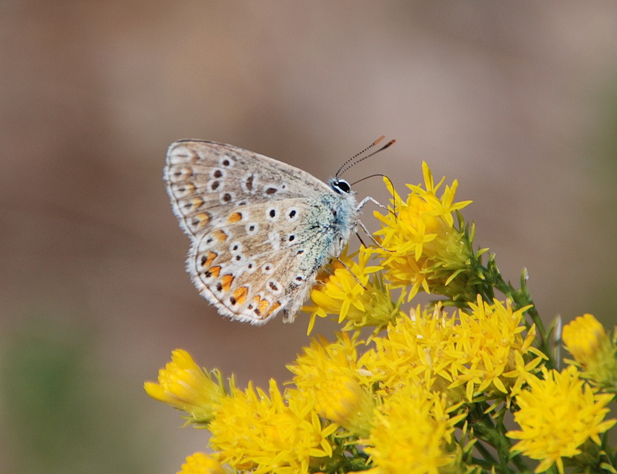 Polyommatus bellargus?