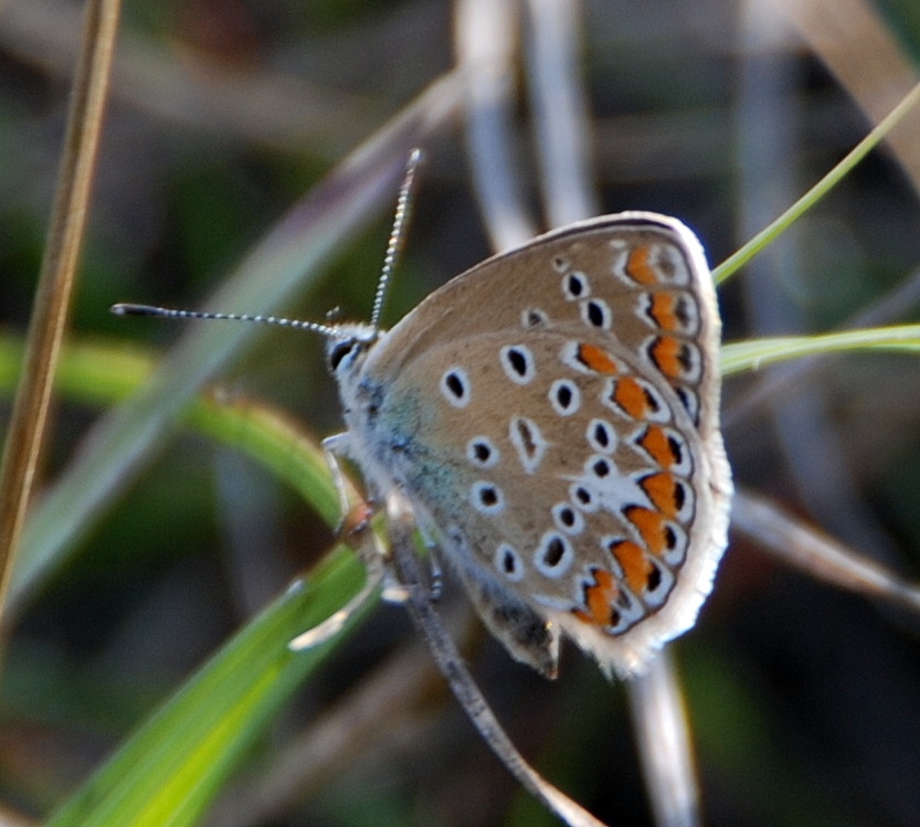 Polyommatus bellargus?