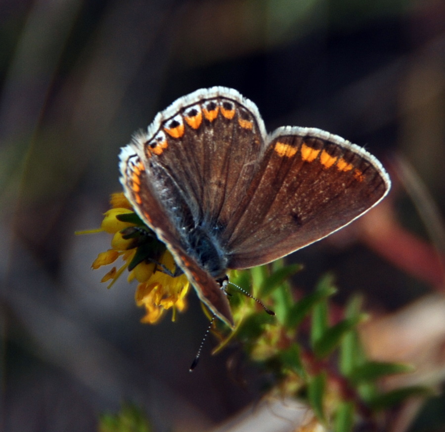 Polyommatus bellargus?