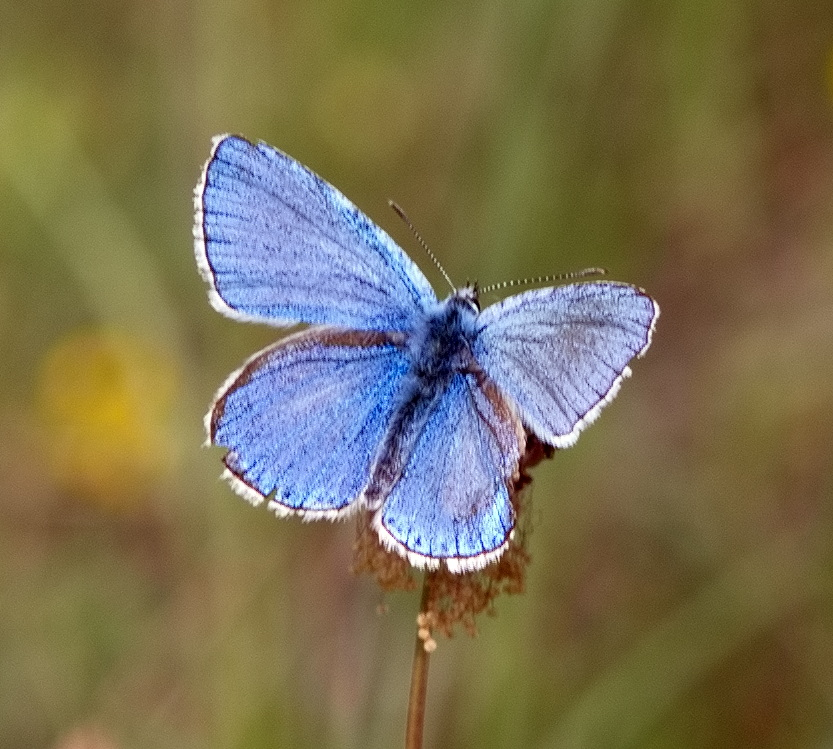 Polyommatus icarus?