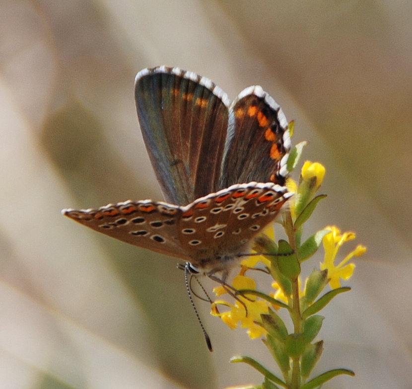 Polyommatus icarus?