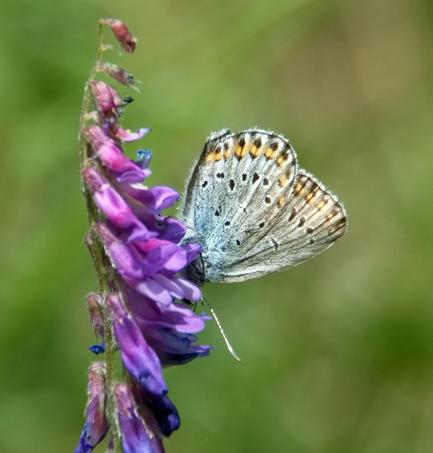 Cupido argiades o Plebejus argus o ...