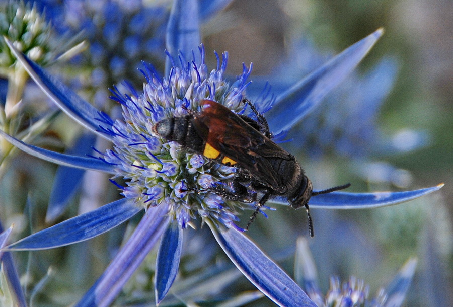 Imenottero da identificare