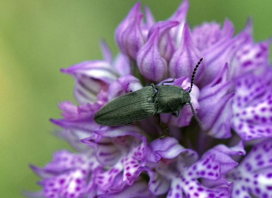 Silpha tristis?