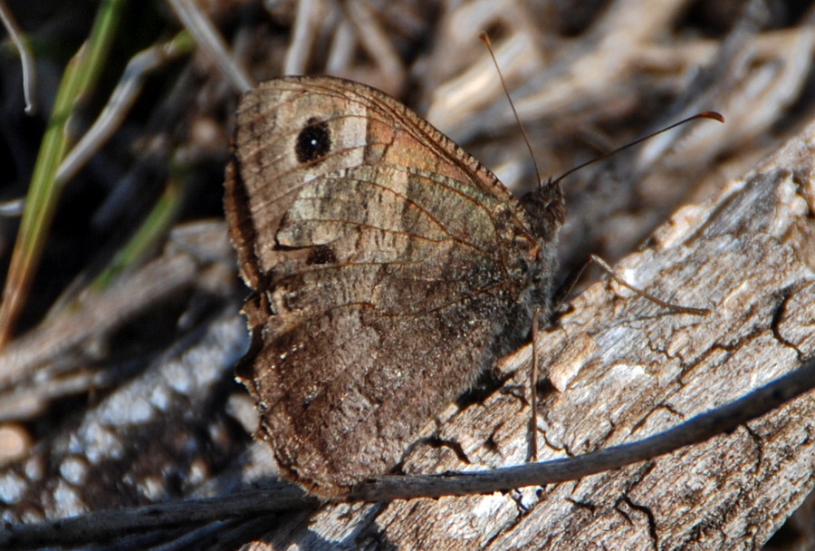 Satyrus ferula?