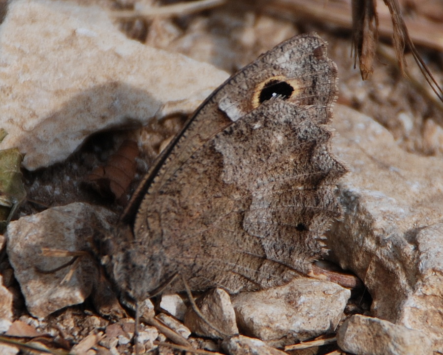 Satyrus ferula?