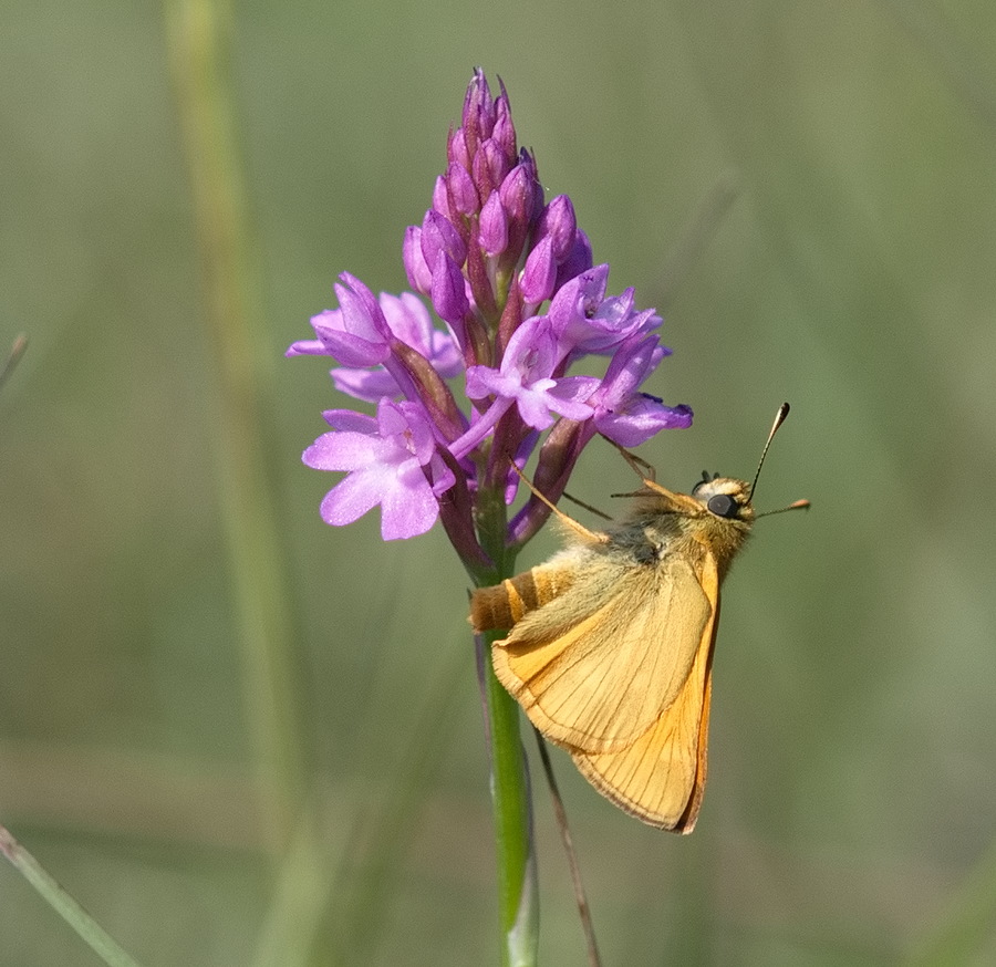 Farfalla arancione