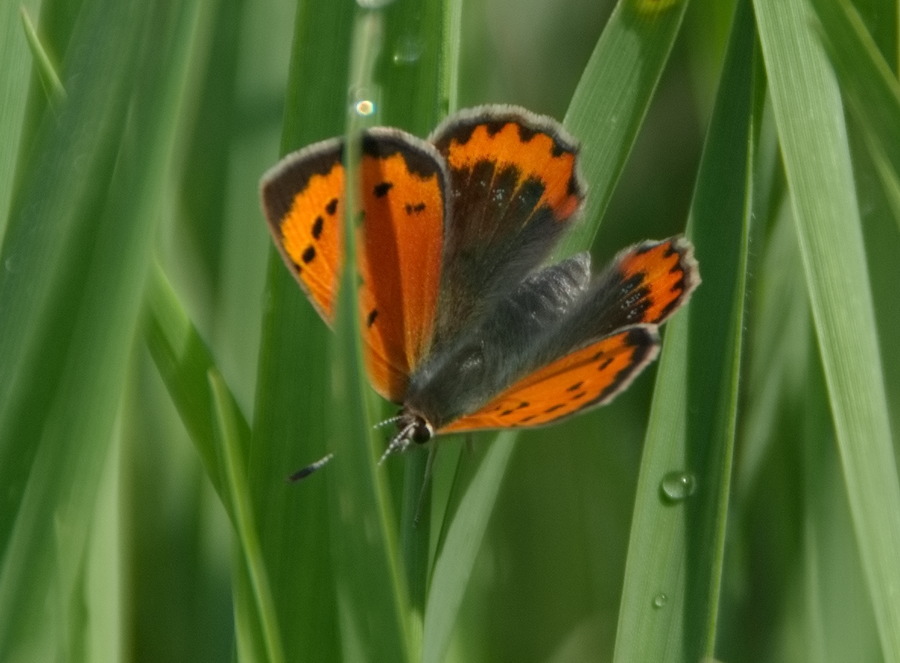 Lycaena phlaeas?