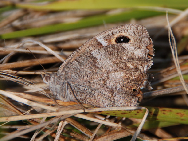 Minois dryas? - Satyrus ferula